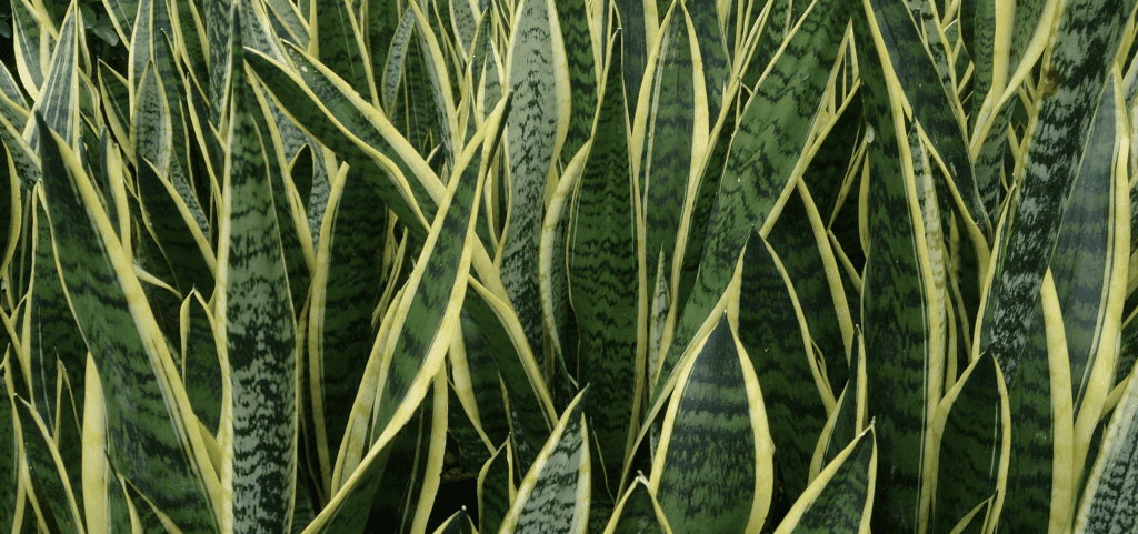 Snake Plant